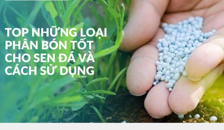 top nhứng loại phân ón tốt cho sen đá và cách sử dụng