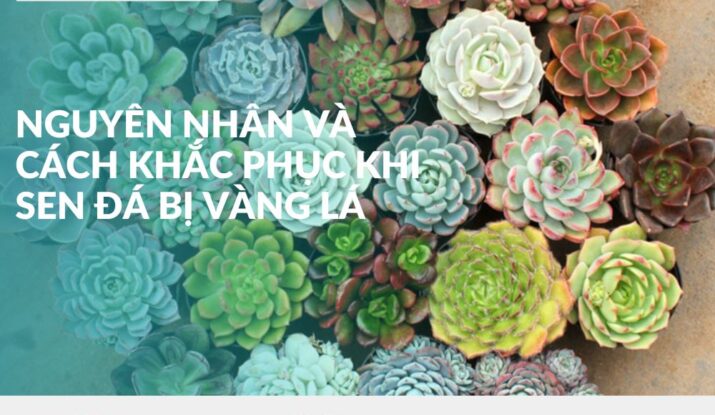 nguyên nhân và cách khắc phục khi sen đá bị vàng lá