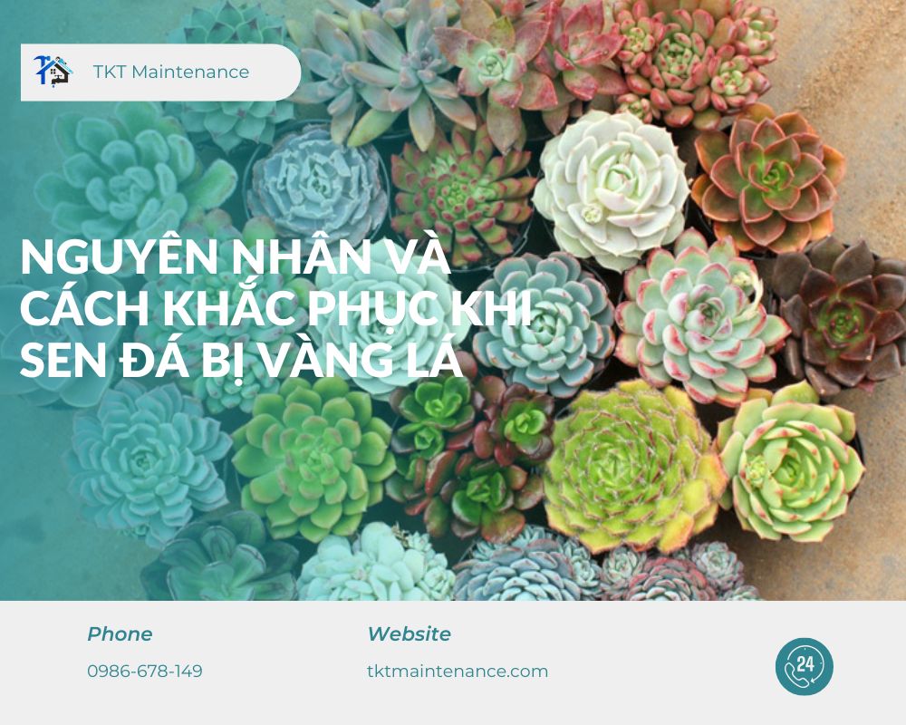 nguyên nhân và cách khắc phục khi sen đá bị vàng lá