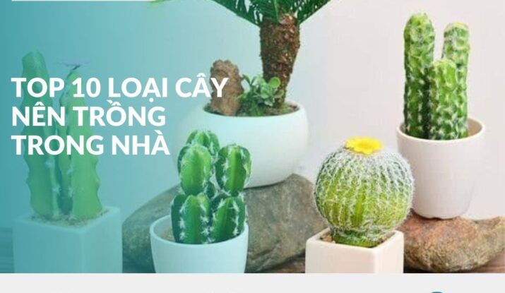 top 10 loại cây nên trồng trong nhà