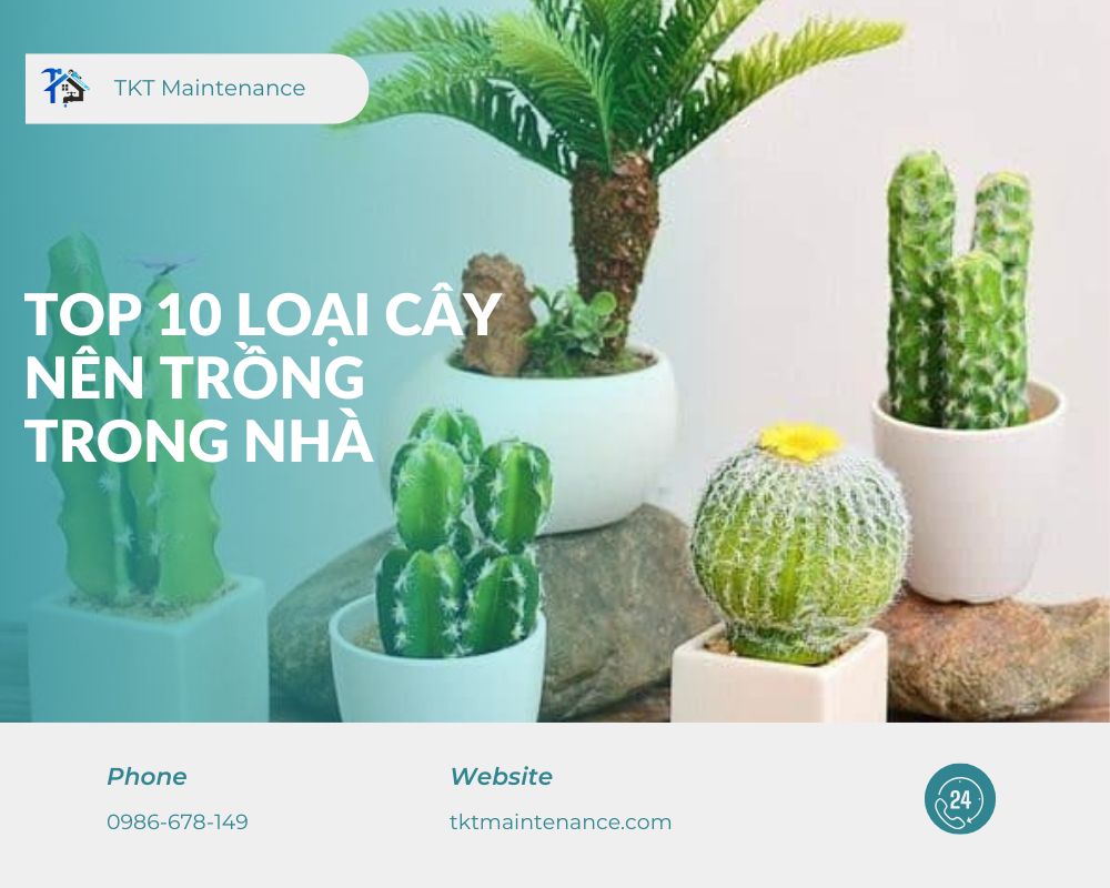 top 10 loại cây nên trồng trong nhà