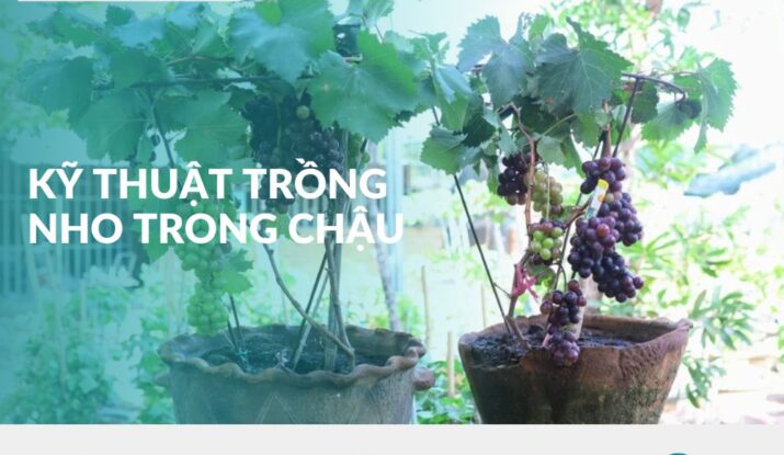 ky-thuat-trong-nho-trong-chau