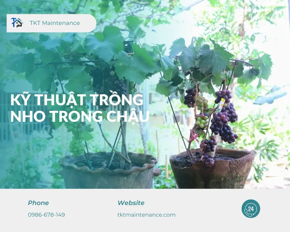 ky-thuat-trong-nho-trong-chau