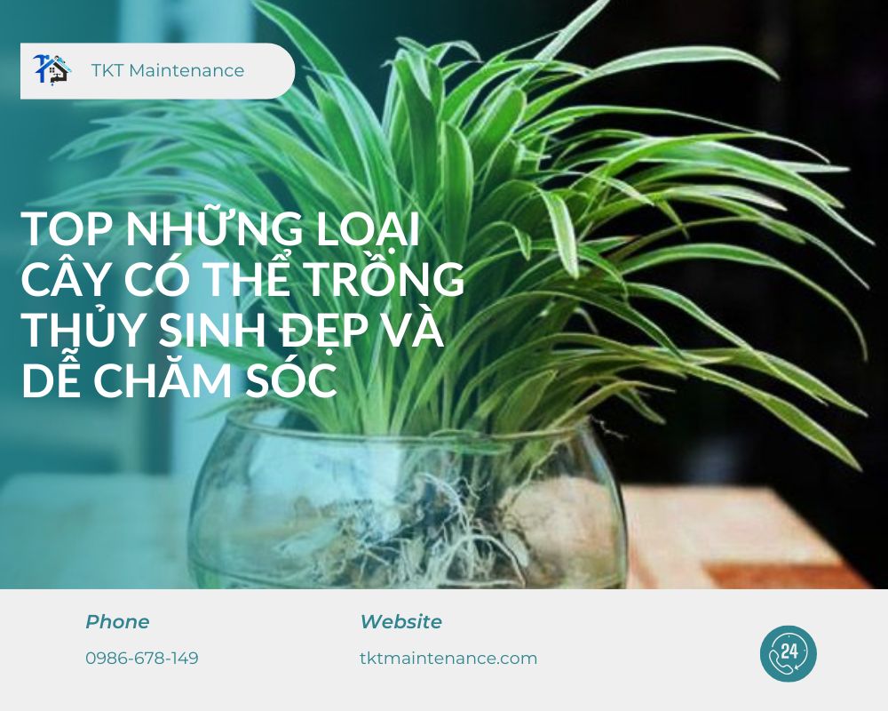 top những loại cây có thể trồng thủy sinh đẹp và dễ chăm sóc