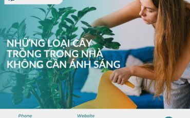 những loại cây trồng trong nhà không cần anh sáng