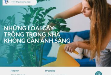 những loại cây trồng trong nhà không cần anh sáng