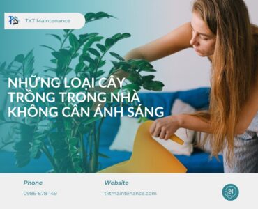 những loại cây trồng trong nhà không cần anh sáng