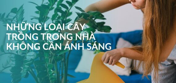 những loại cây trồng trong nhà không cần anh sáng