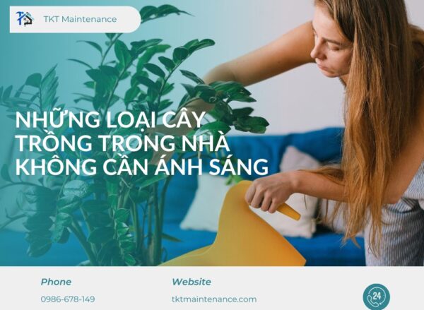 những loại cây trồng trong nhà không cần anh sáng