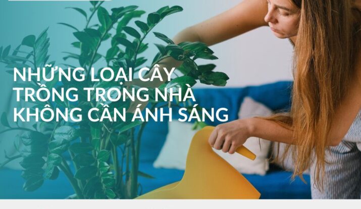 những loại cây trồng trong nhà không cần anh sáng