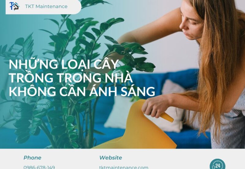 những loại cây trồng trong nhà không cần anh sáng