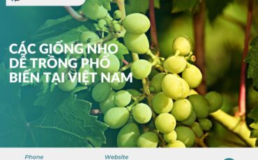 cac-giong-nho-de-trong-pho-bien-tai-viet-nam