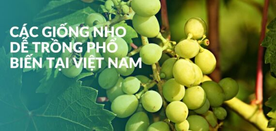 cac-giong-nho-de-trong-pho-bien-tai-viet-nam