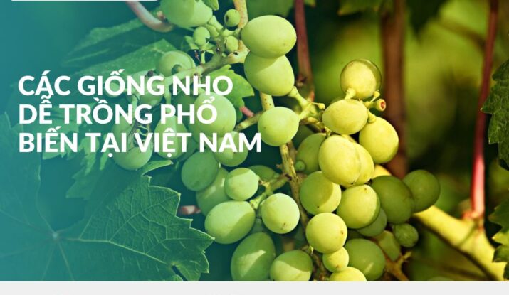 cac-giong-nho-de-trong-pho-bien-tai-viet-nam