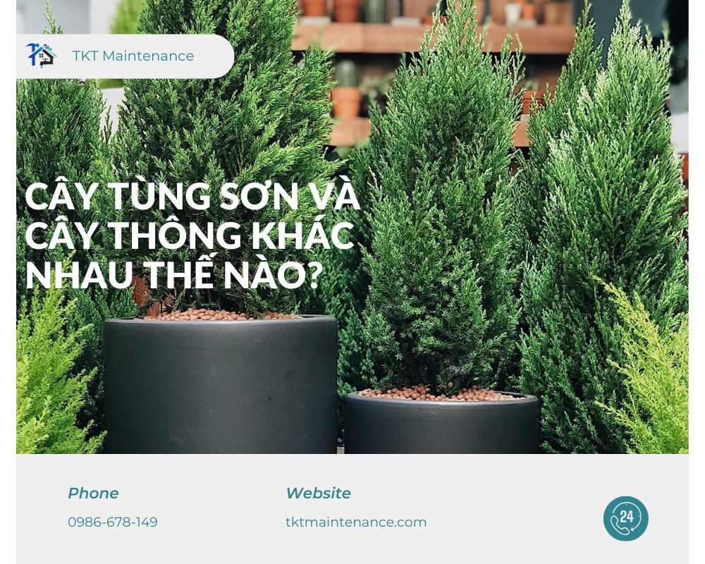 cay-tung-va-cay-thong-khac-nhau-the-nao