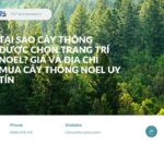 Tại Sao Cây Thông Được Chọn Trang Trí Noel? Giá và Địa Chỉ Mua Cây Thông Noel Uy Tín