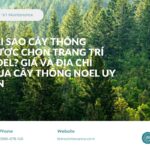 Tại Sao Cây Thông Được Chọn Trang Trí Noel? Giá và Địa Chỉ Mua Cây Thông Noel Uy Tín