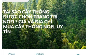 Tại Sao Cây Thông Được Chọn Trang Trí Noel? Giá và Địa Chỉ Mua Cây Thông Noel Uy Tín