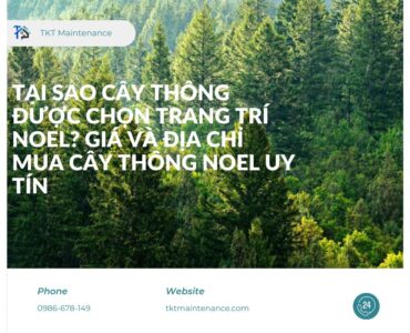 Tại Sao Cây Thông Được Chọn Trang Trí Noel? Giá và Địa Chỉ Mua Cây Thông Noel Uy Tín