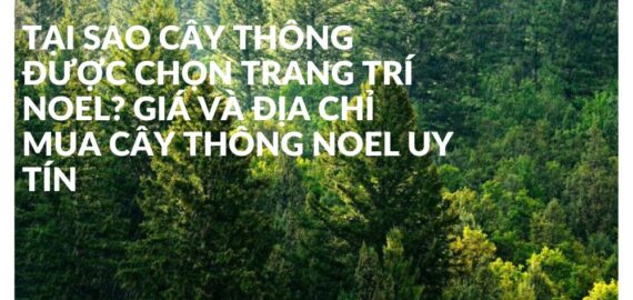 Tại Sao Cây Thông Được Chọn Trang Trí Noel? Giá và Địa Chỉ Mua Cây Thông Noel Uy Tín