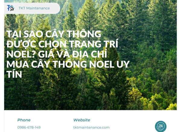 Tại Sao Cây Thông Được Chọn Trang Trí Noel? Giá và Địa Chỉ Mua Cây Thông Noel Uy Tín