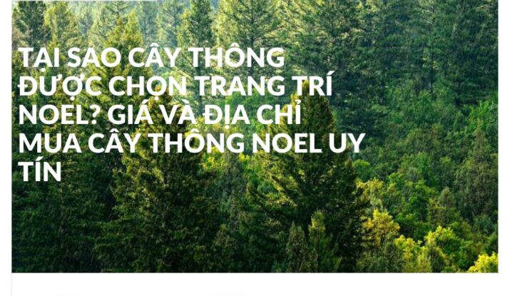 Tại Sao Cây Thông Được Chọn Trang Trí Noel? Giá và Địa Chỉ Mua Cây Thông Noel Uy Tín