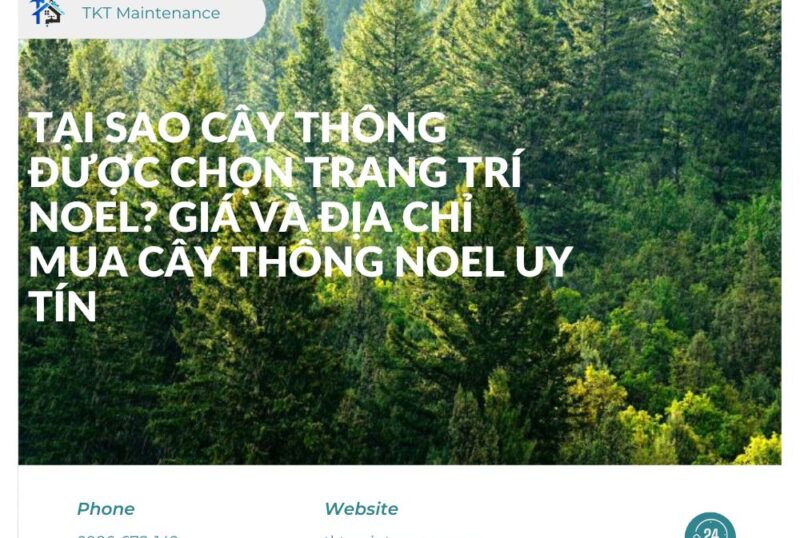 Tại Sao Cây Thông Được Chọn Trang Trí Noel? Giá và Địa Chỉ Mua Cây Thông Noel Uy Tín