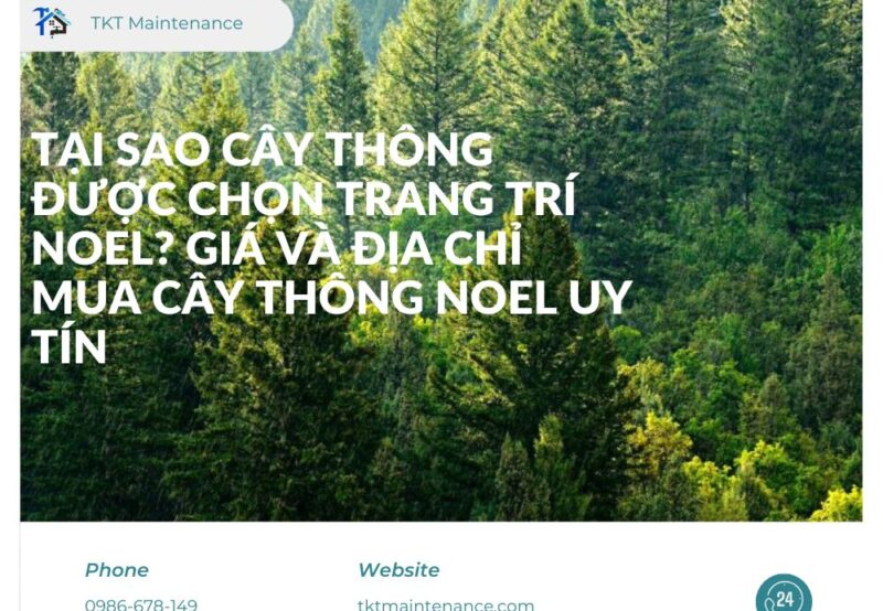 Tại Sao Cây Thông Được Chọn Trang Trí Noel? Giá và Địa Chỉ Mua Cây Thông Noel Uy Tín