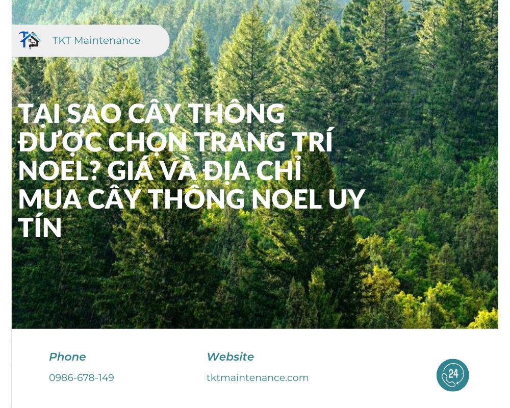 Tại Sao Cây Thông Được Chọn Trang Trí Noel? Giá và Địa Chỉ Mua Cây Thông Noel Uy Tín